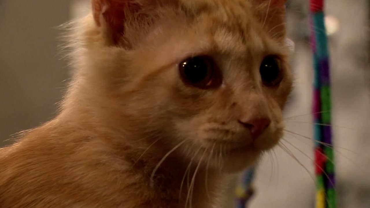 Couple welcomes customers to cafe serving coffee and kittens
